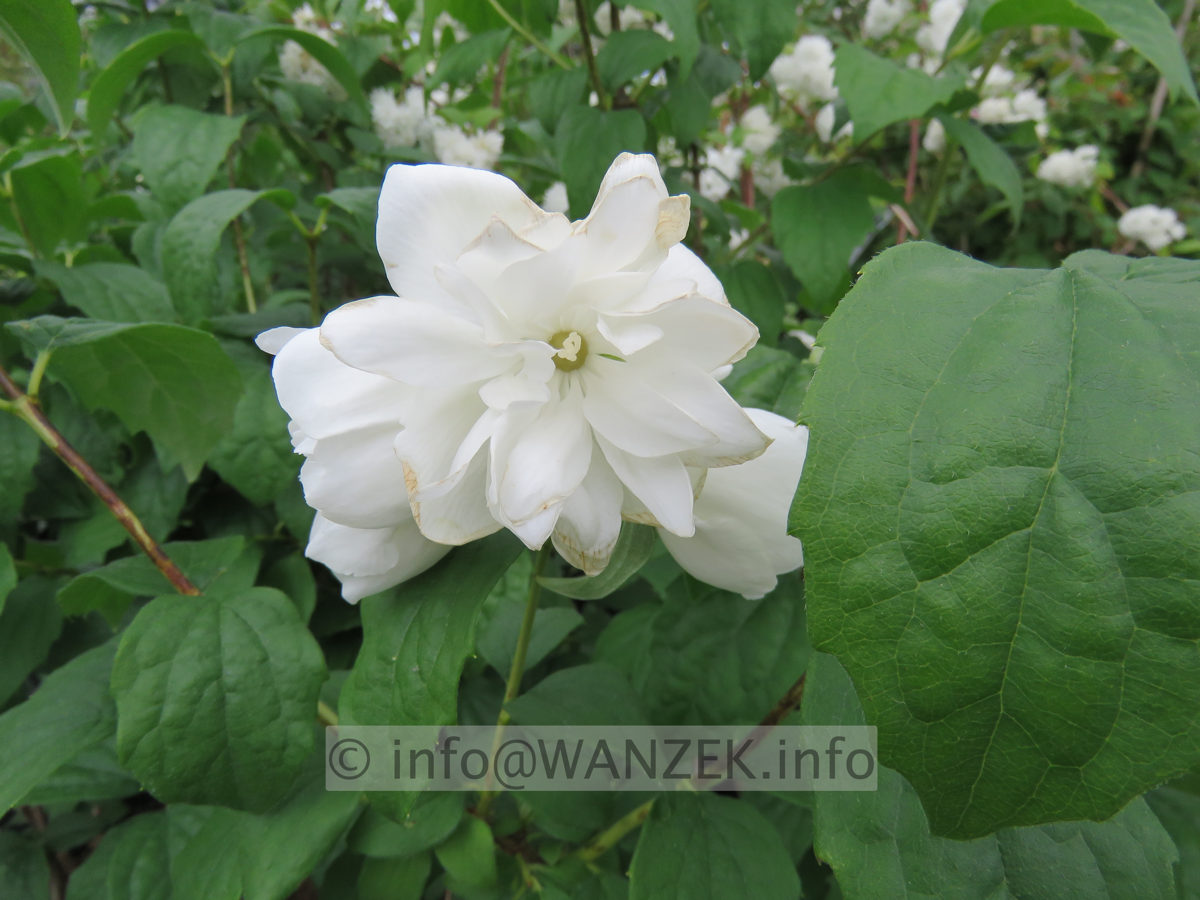 Philadelphus Virginal 001.JPG